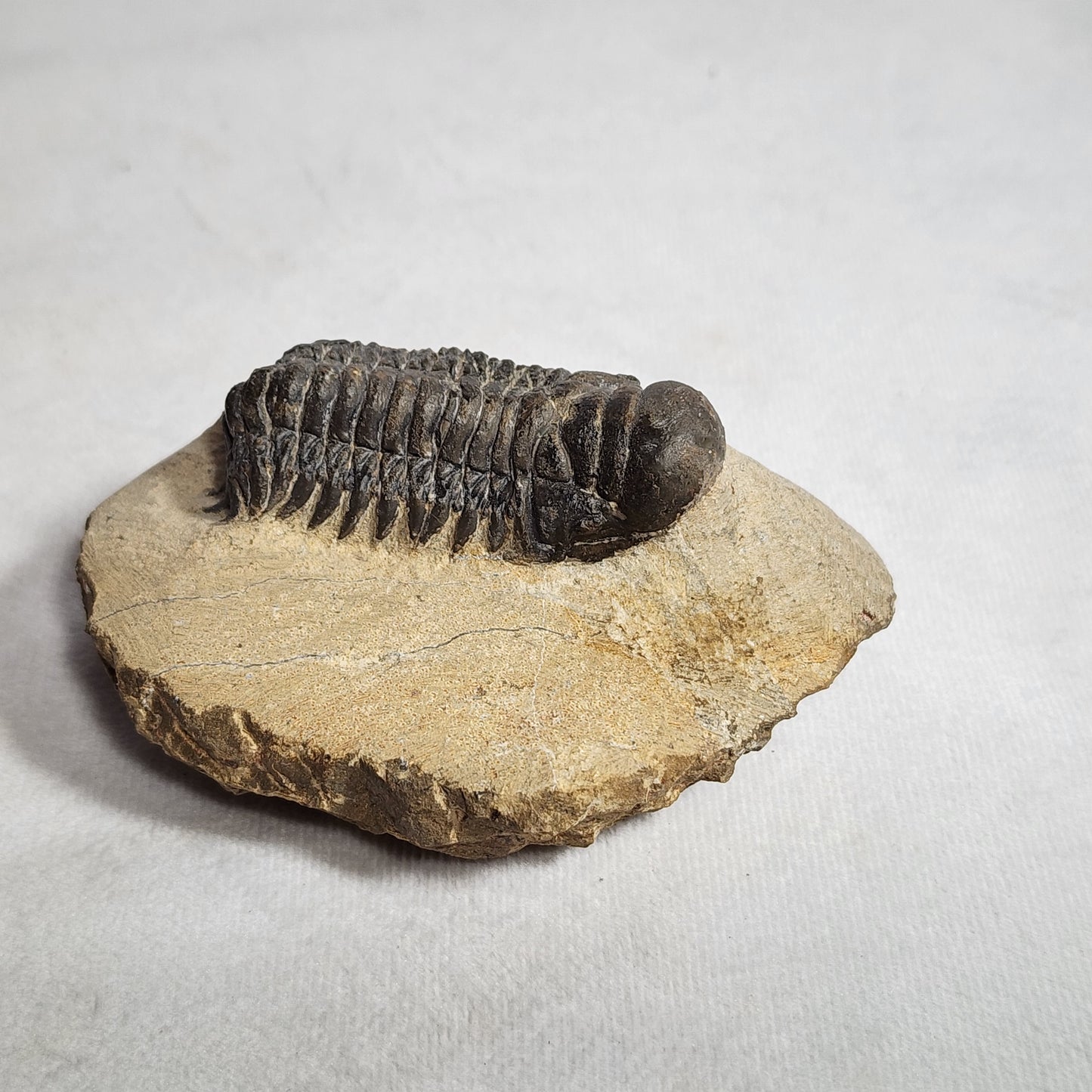 Stunning Crotalocephalina Gibbus Trilobite