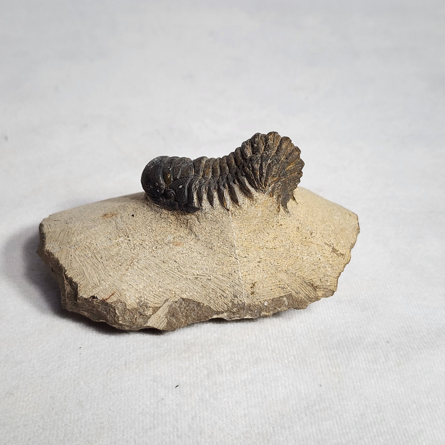 Appealing Trilobite from Morocco