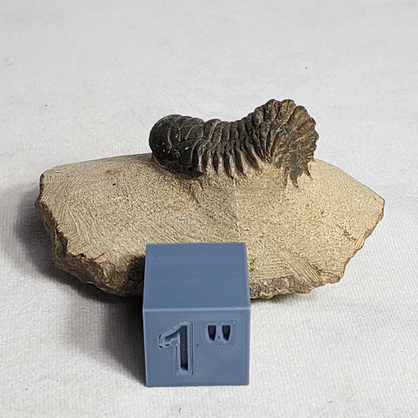 Appealing Trilobite from Morocco