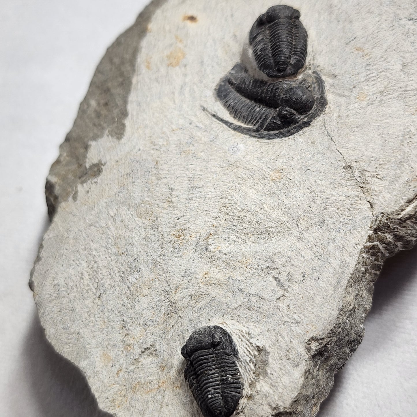 Fantastic Triple Trilobites from Morocco