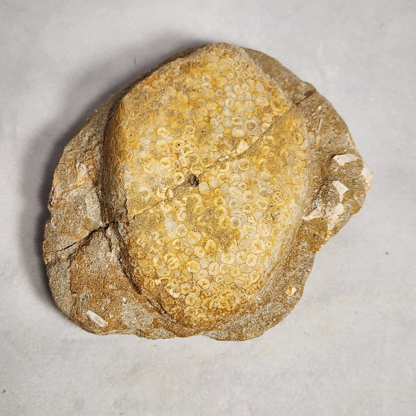 Fossil Crusher Fish Plate