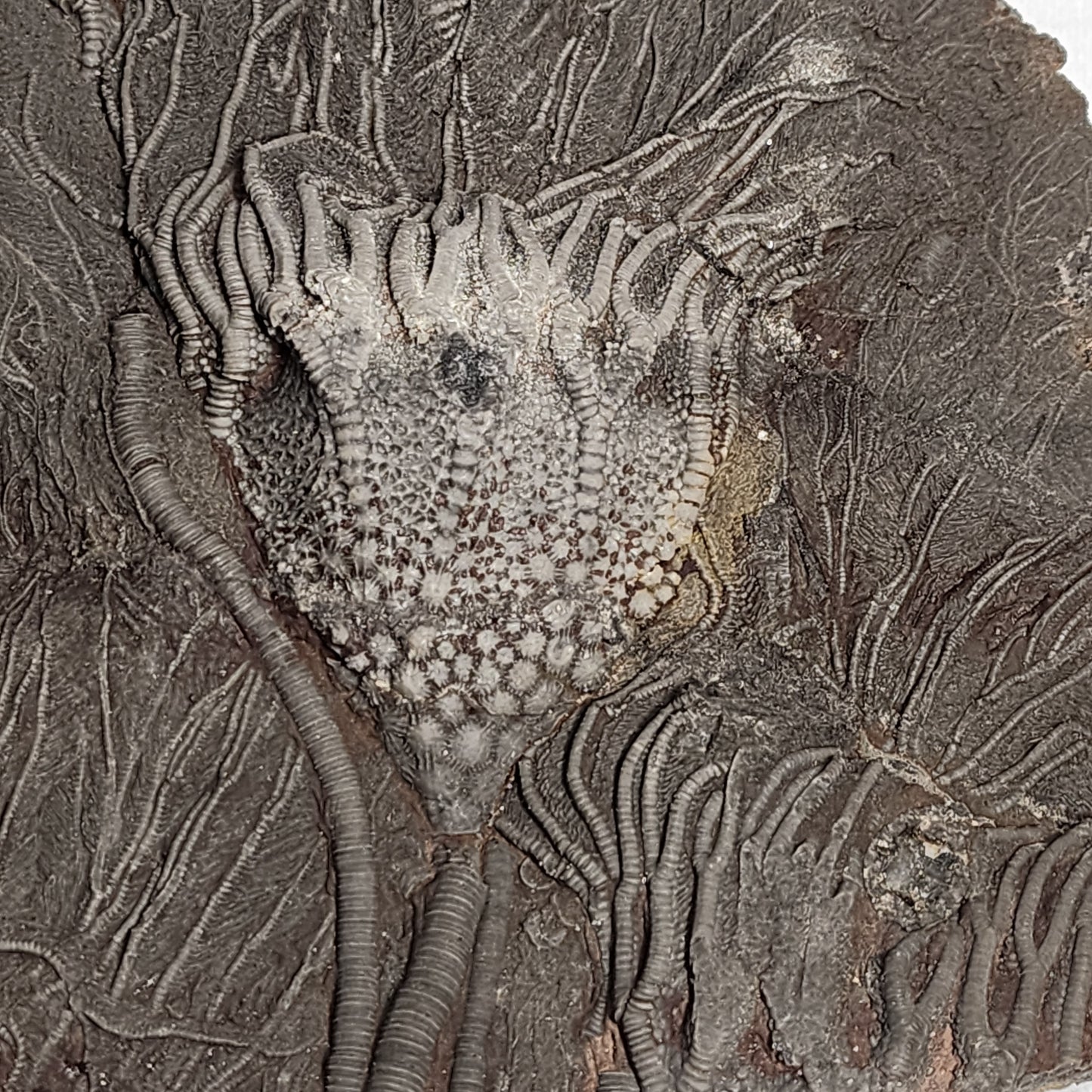 Stunning "Sea Lilly" Crinoid Plate