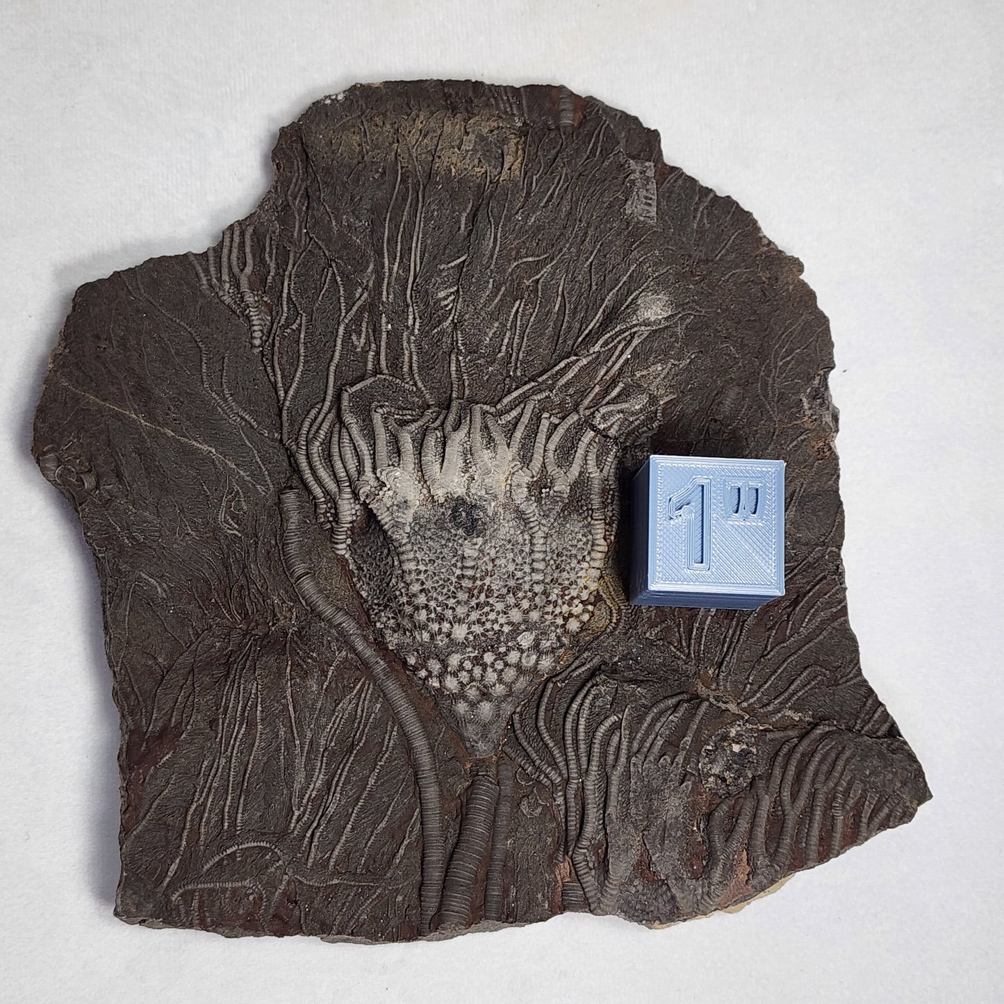 Stunning "Sea Lilly" Crinoid Plate