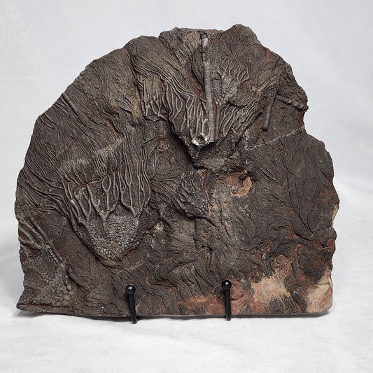 Detailed Crinoid Plate