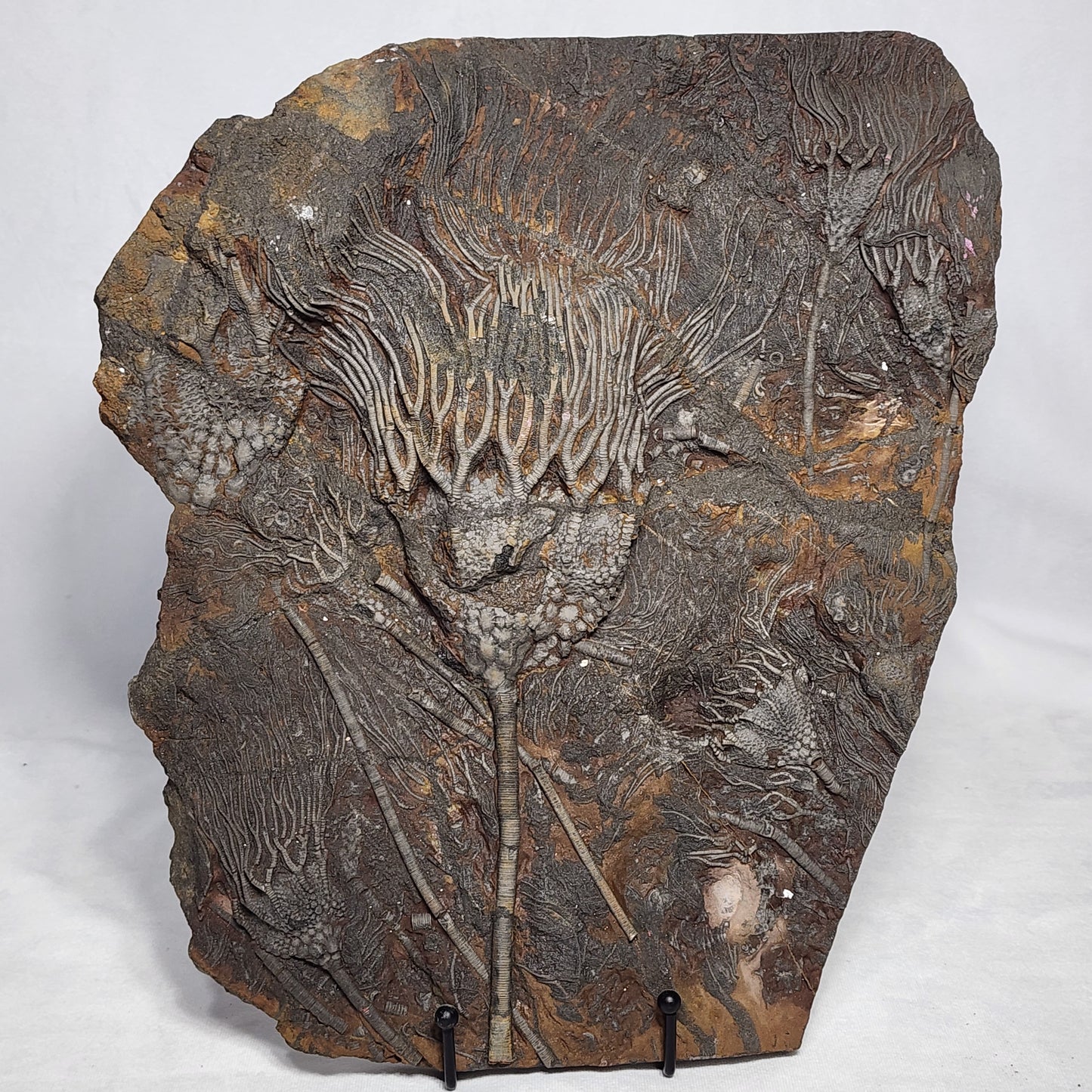 Authentic Crinoid Plate from Morocco