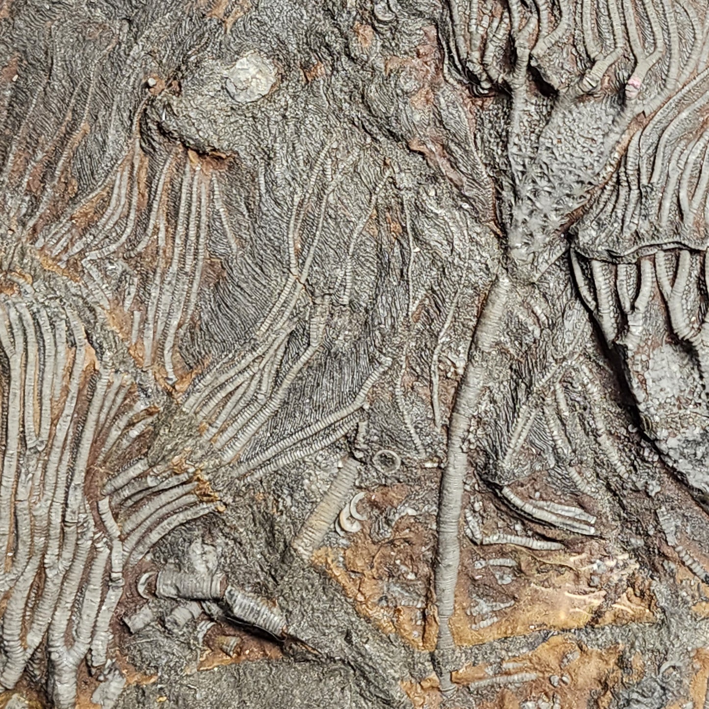 Authentic Crinoid Plate from Morocco