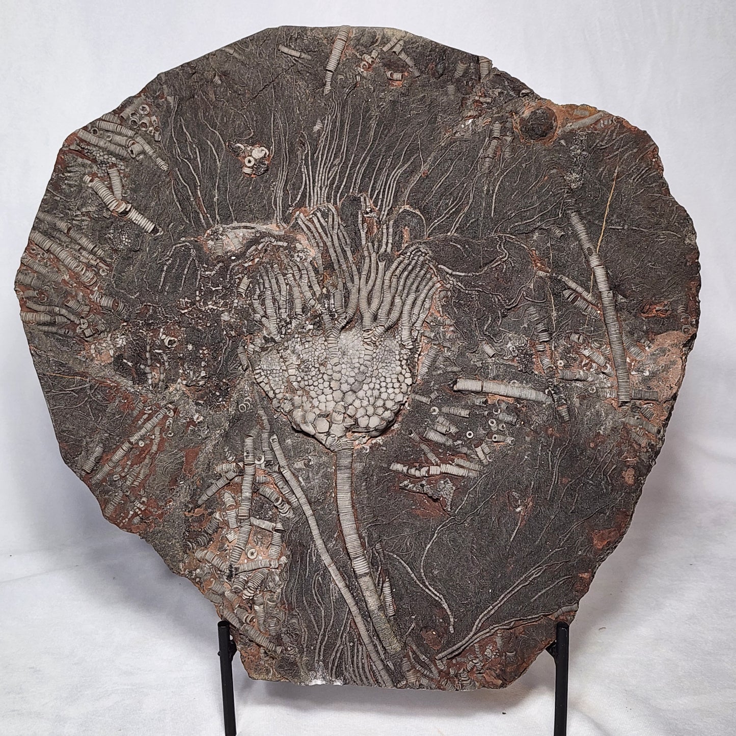 Astonishing Crinoid Plate
