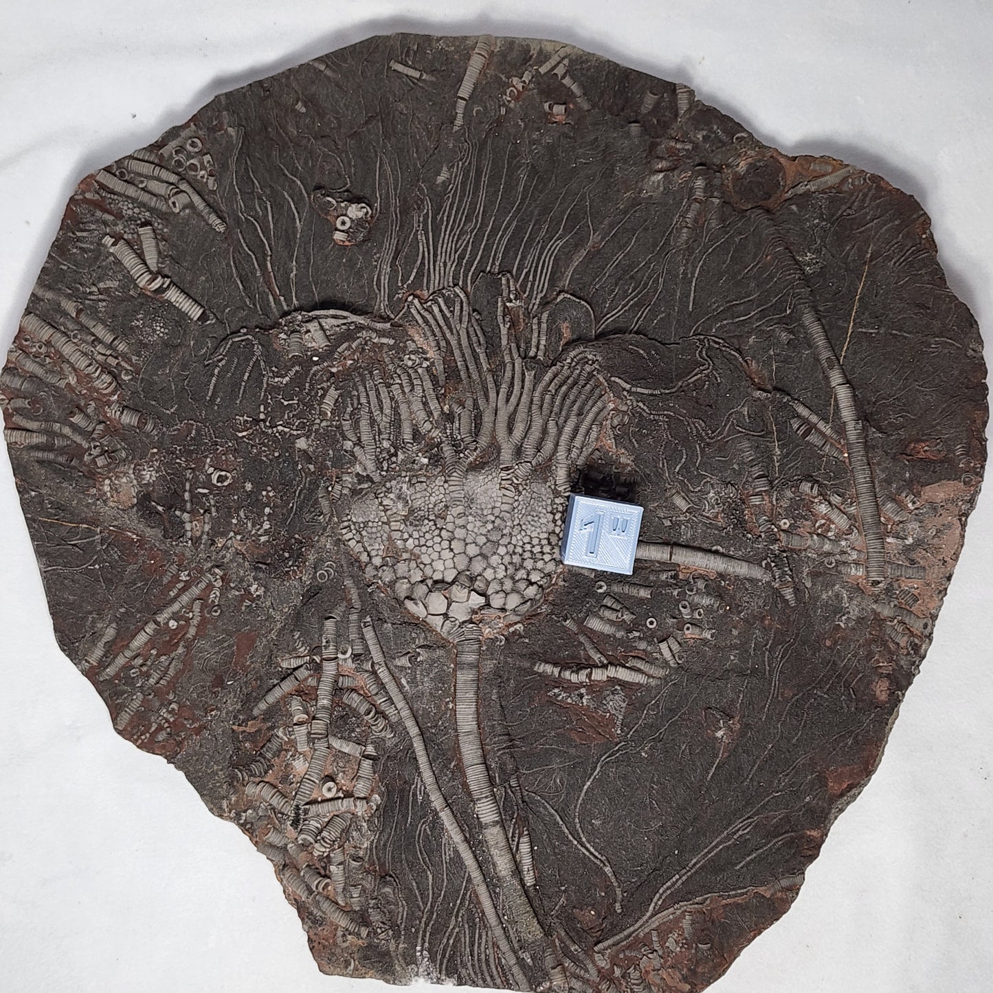 Astonishing Crinoid Plate