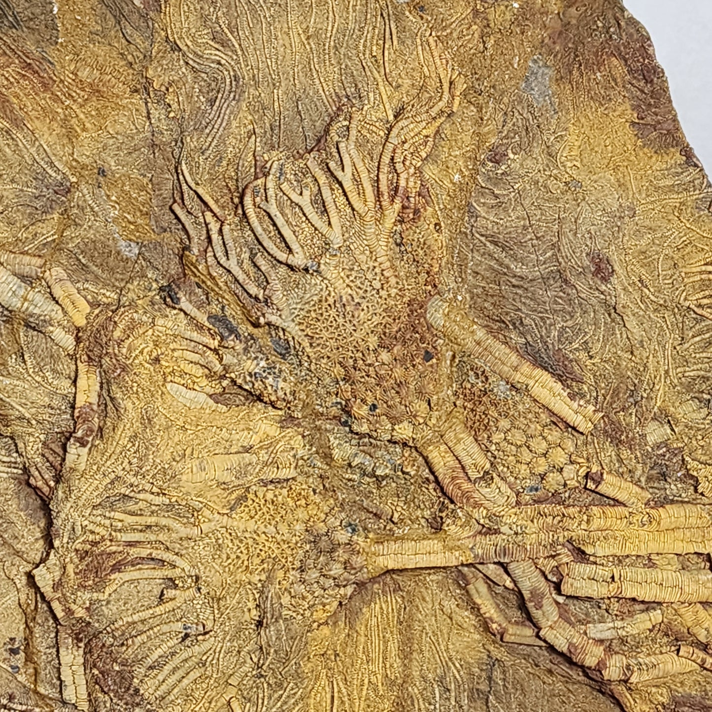 Eye-Catching Crinoid Plate from Morocco