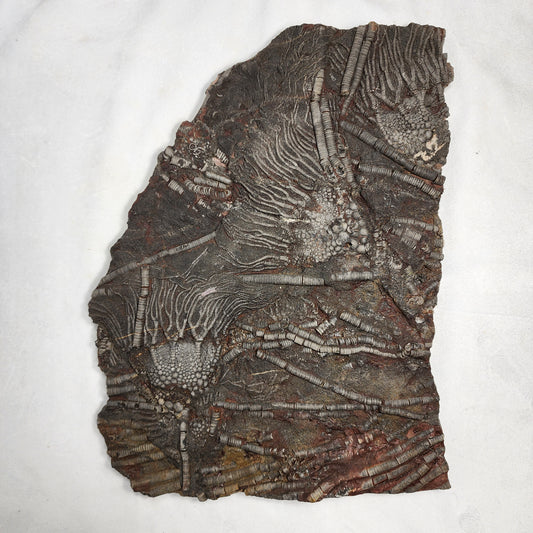 Fancy Fossil - Crinoid Plate