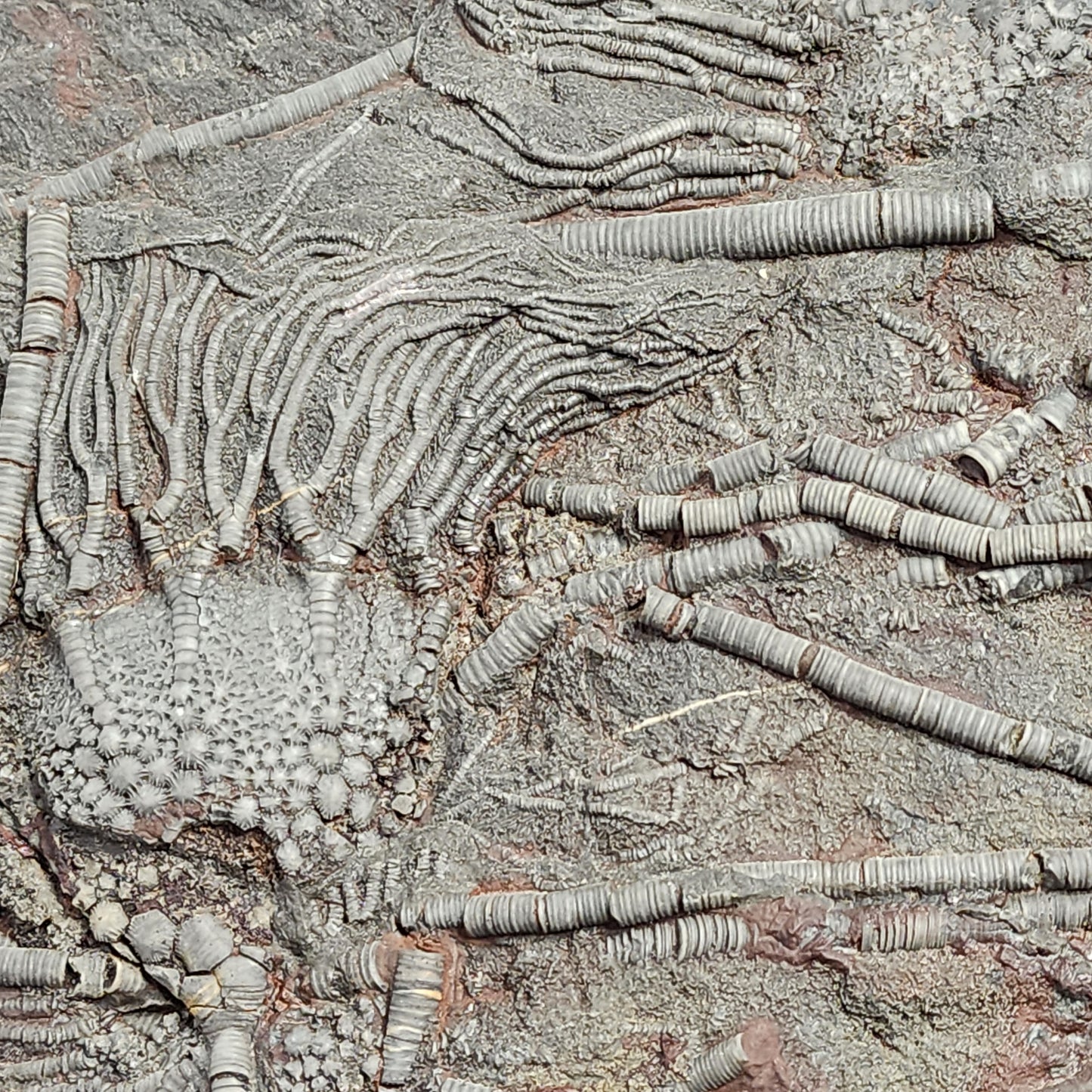 Fancy Fossil - Crinoid Plate