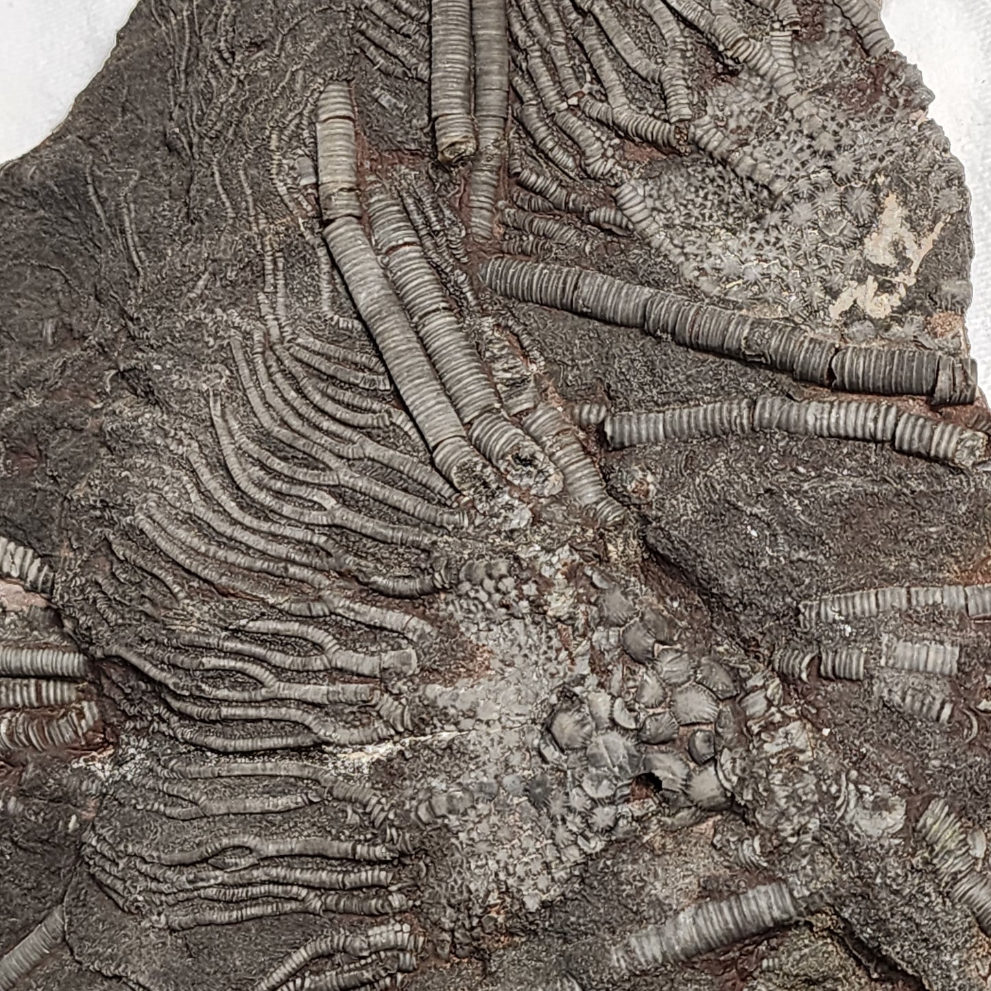 Fancy Fossil - Crinoid Plate