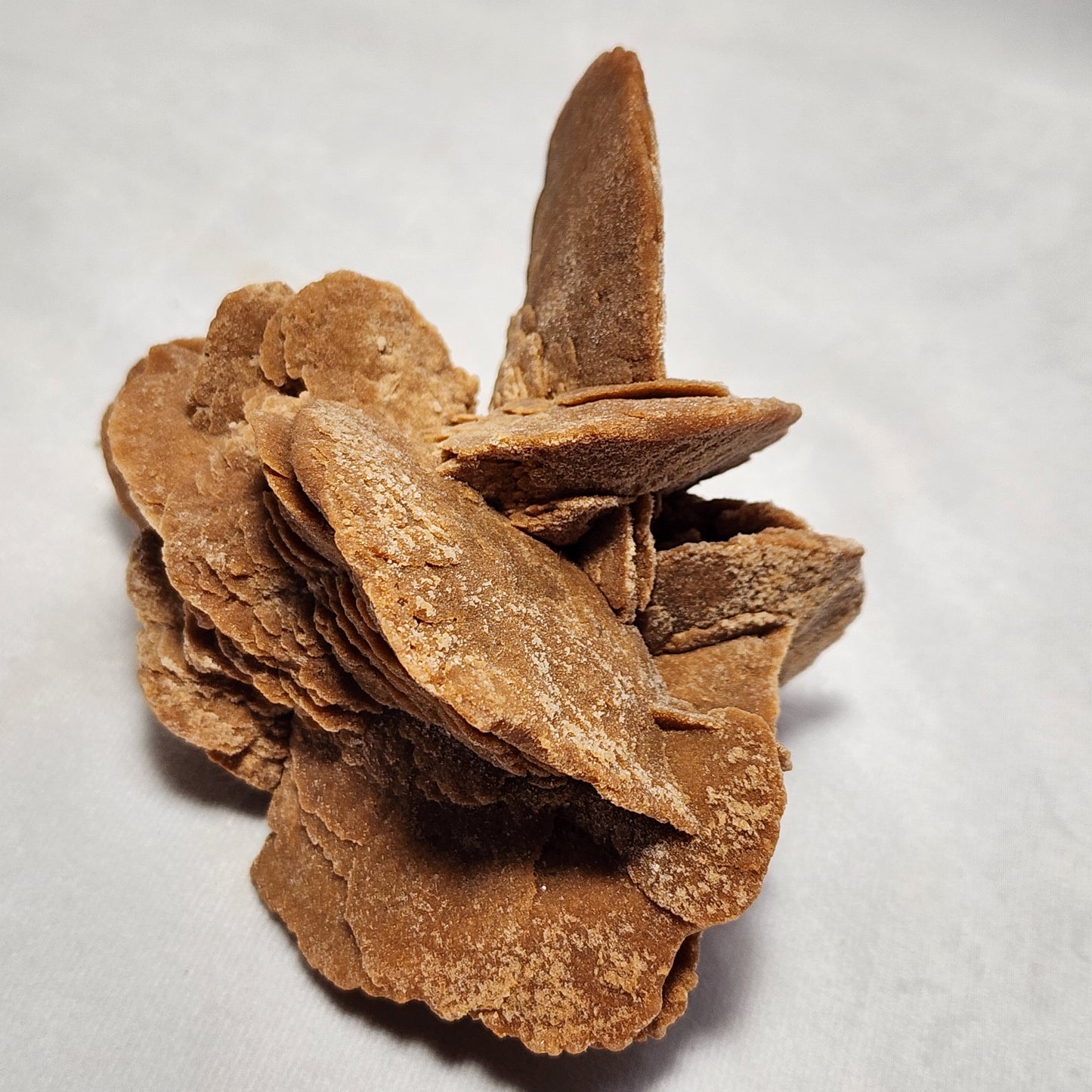 Large Bladed Desert Rose with Selenite