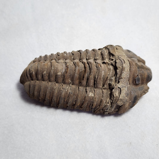 3.25" Flexicalymene Trilobite