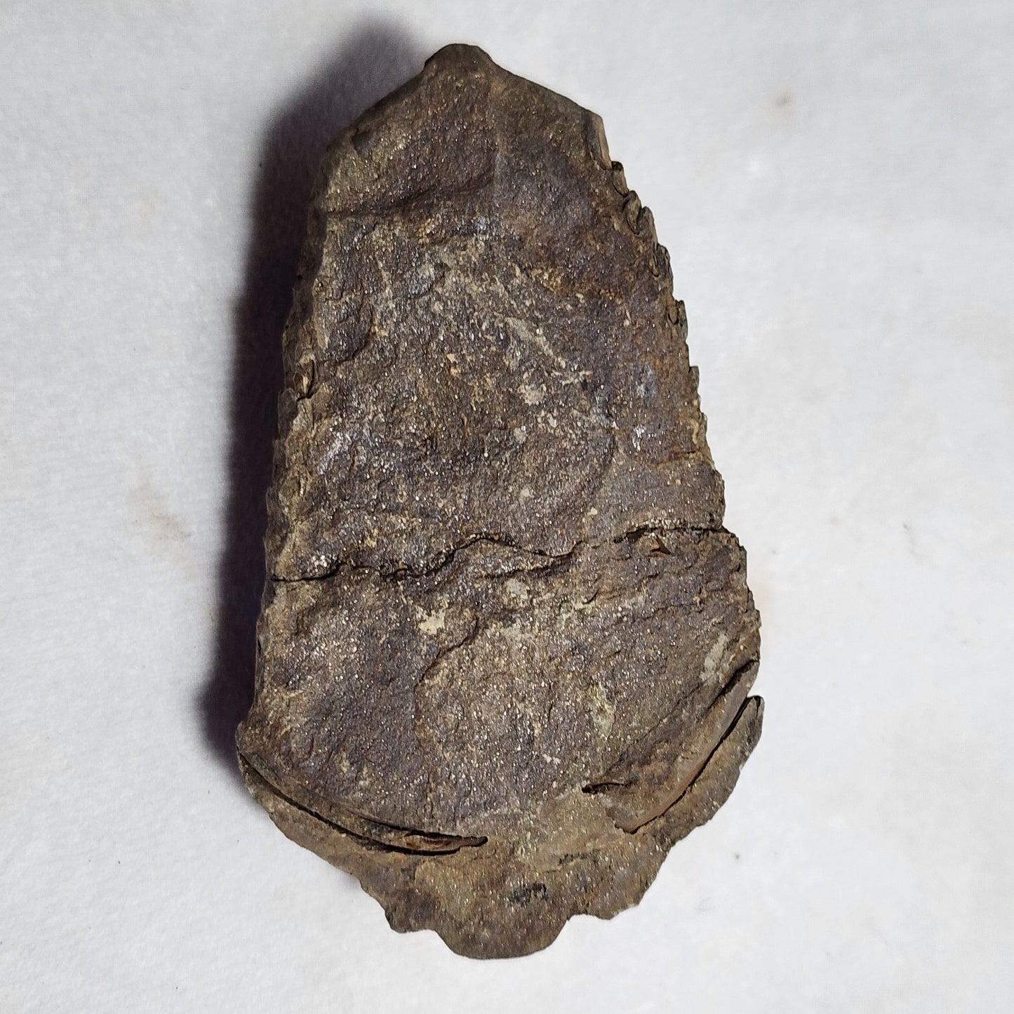 3.25" Flexicalymene Trilobite