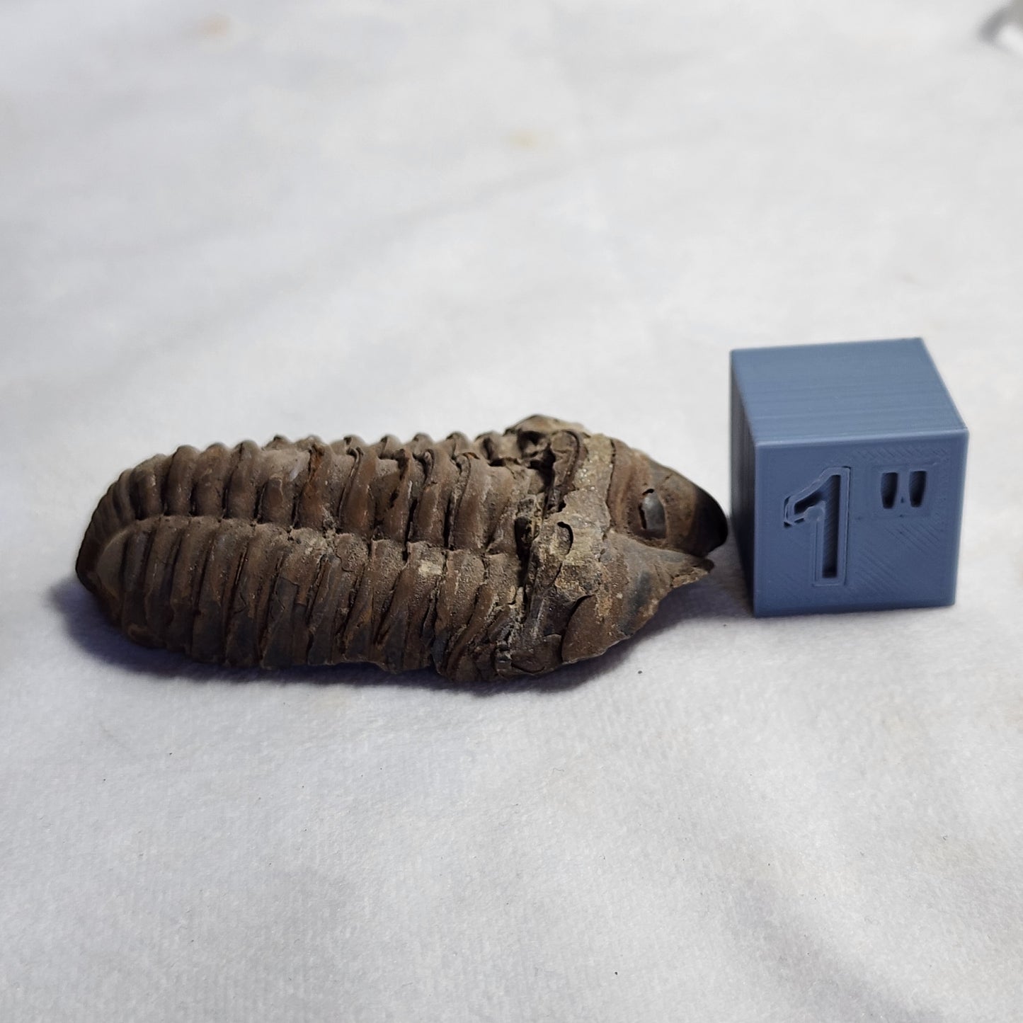 3.25" Flexicalymene Trilobite