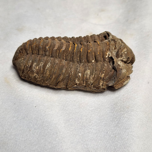 3" Flexicalymene Trilobite