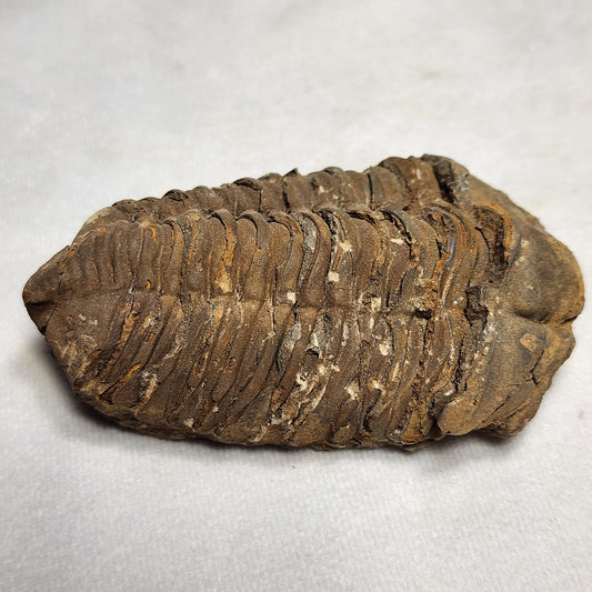 Fossil Flexicalymene Trilobite