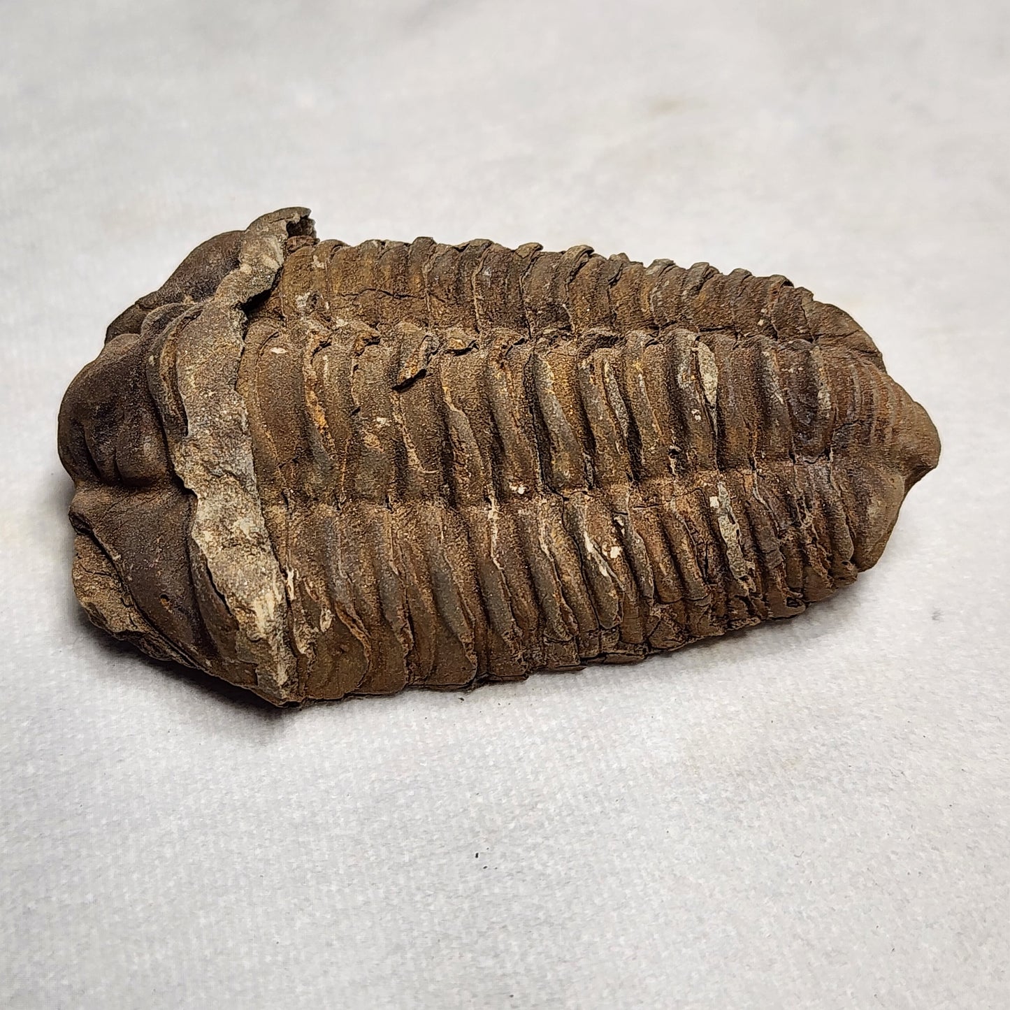 3.6" Flexicalymene Trilobite