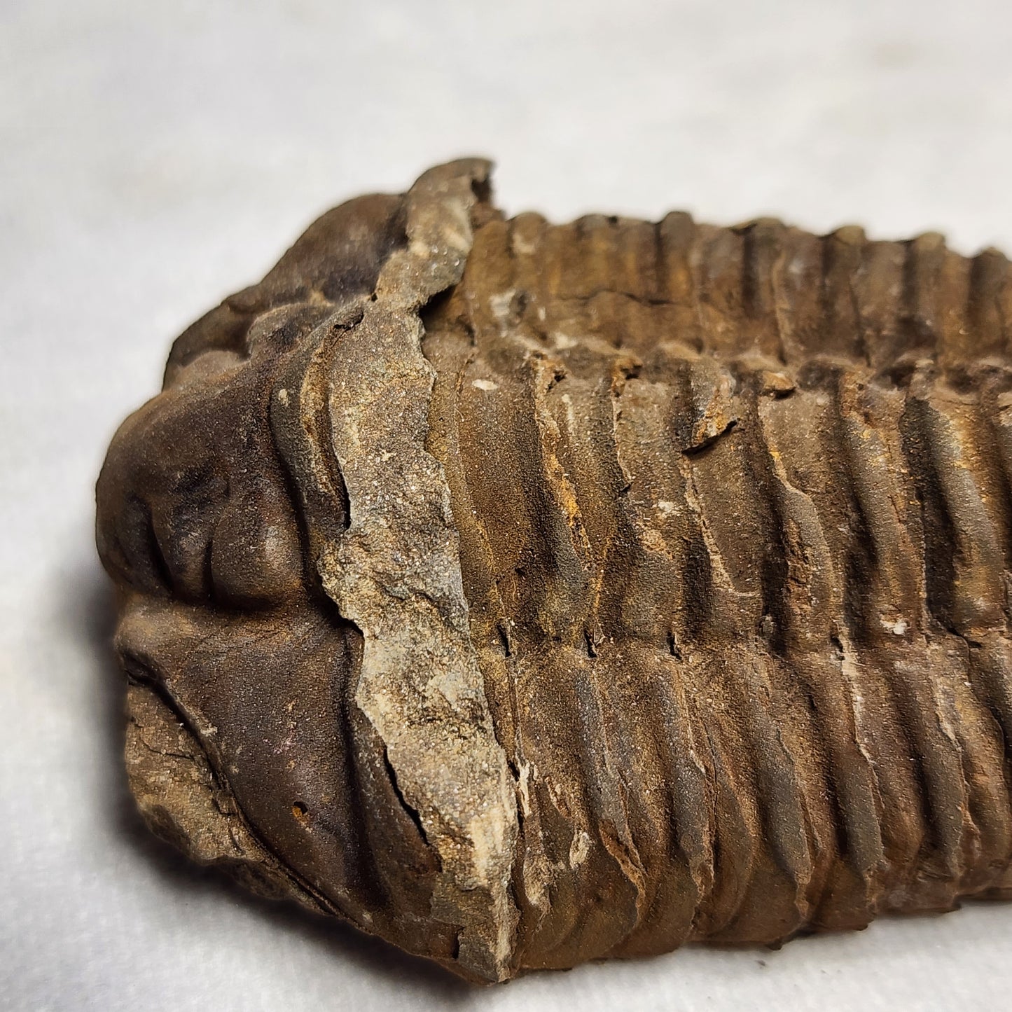 3.6" Flexicalymene Trilobite