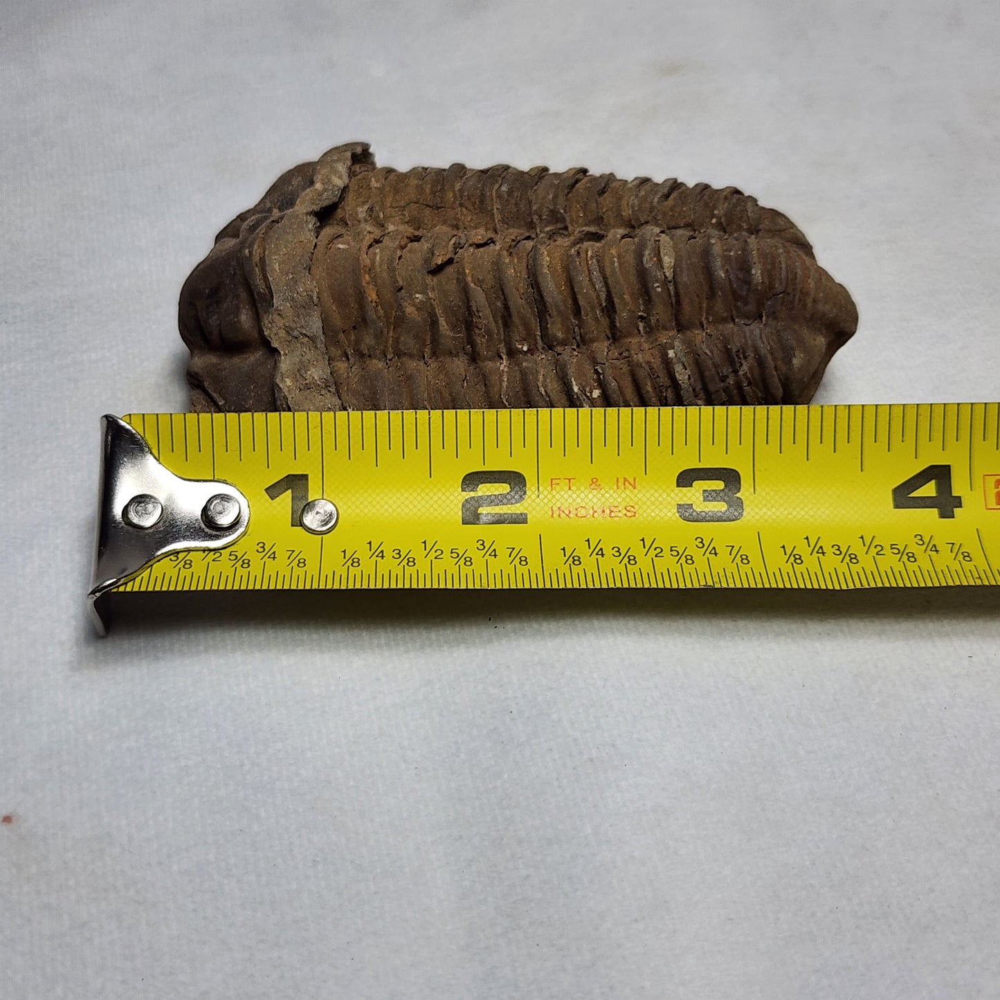 3.6" Flexicalymene Trilobite