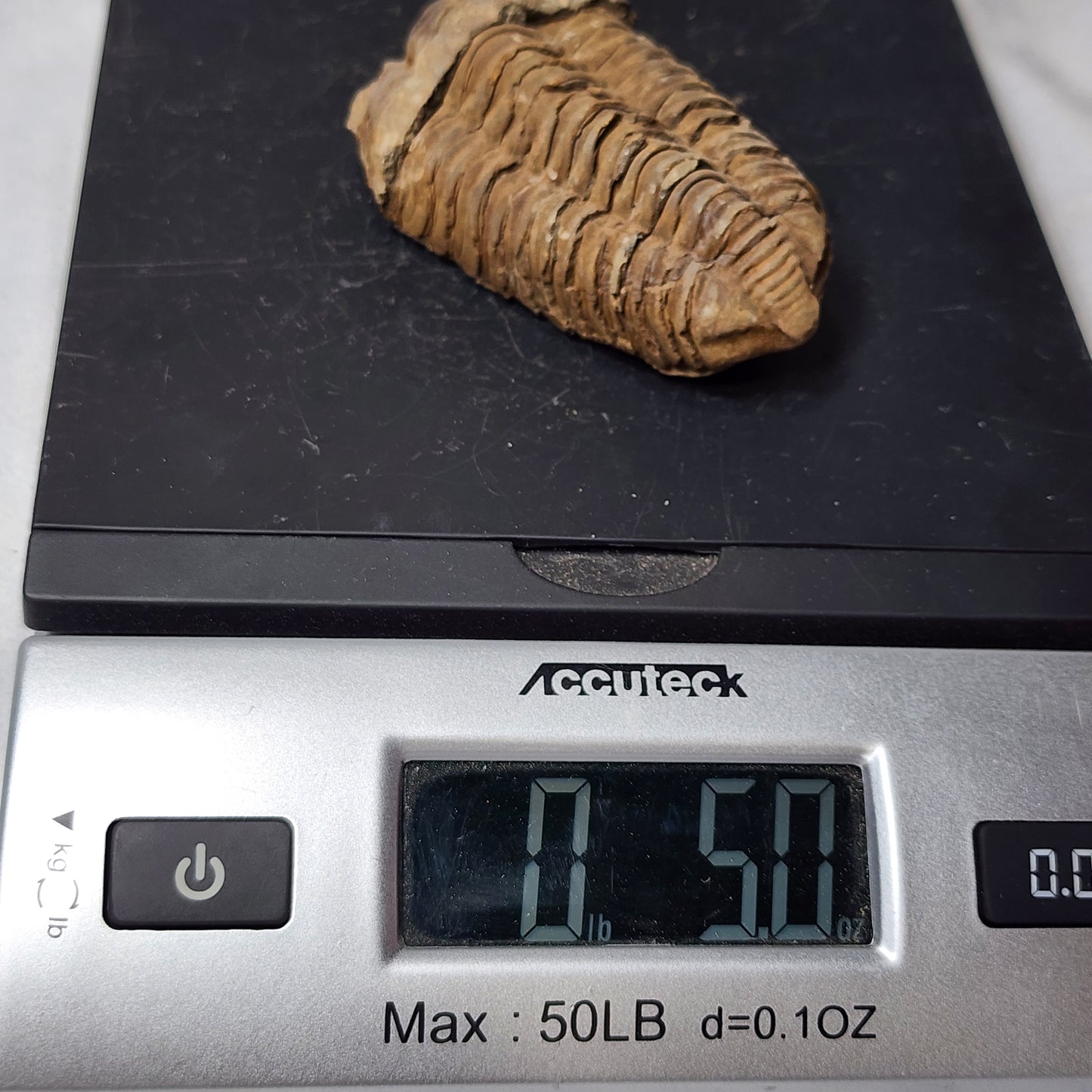 3.6" Flexicalymene Trilobite