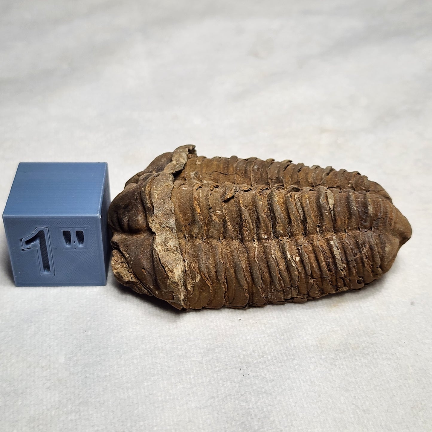 3.6" Flexicalymene Trilobite