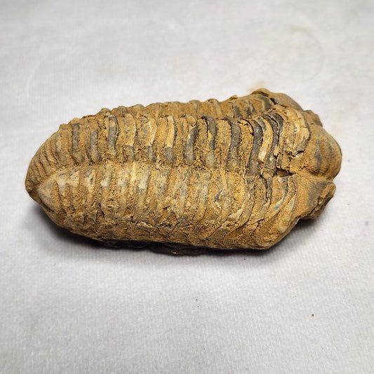 Iconic Trilobite (Flexicalymene)