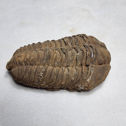 Natural Flexicalymene Trilobite