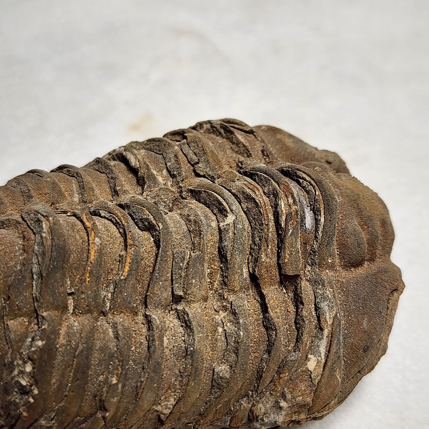 Natural Flexicalymene Trilobite