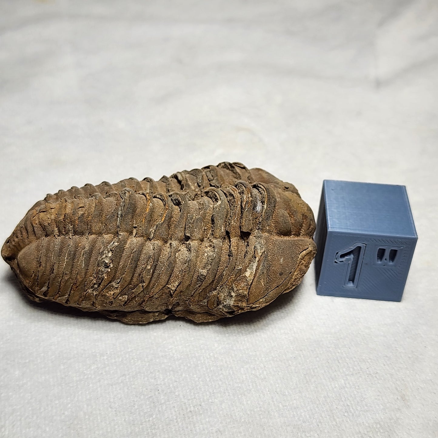 Natural Flexicalymene Trilobite