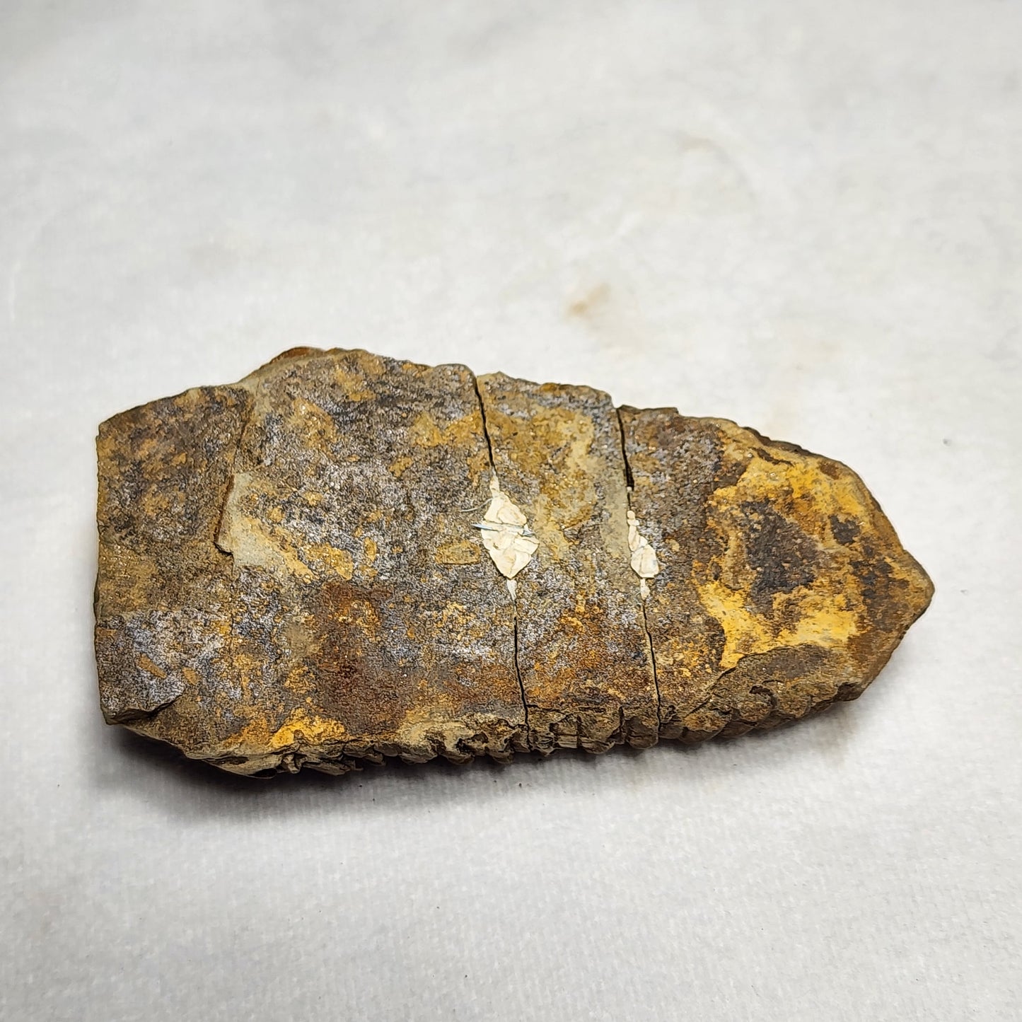 3.75" Flexicalymene Trilobite