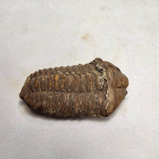 Amazing Flexicalymene Trilobite