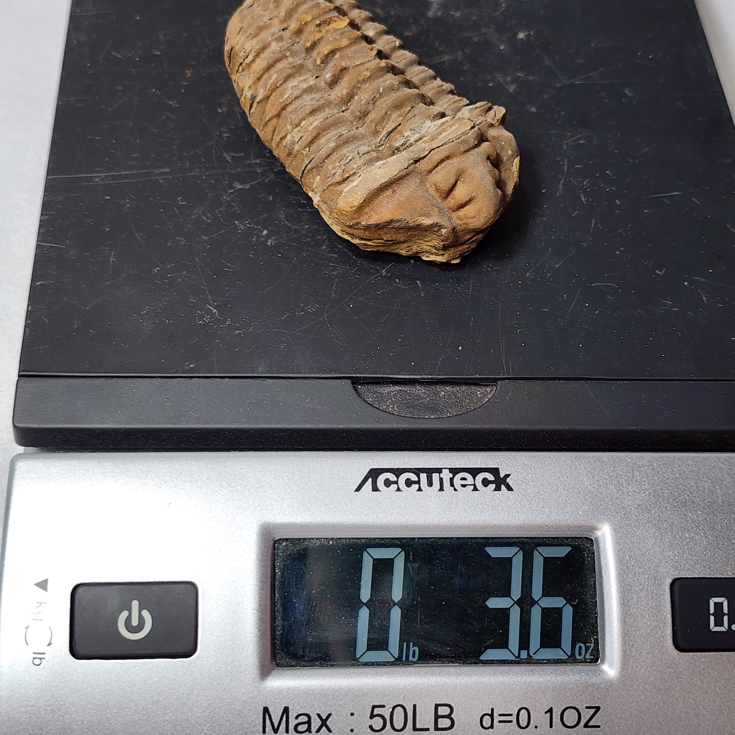 Amazing Flexicalymene Trilobite