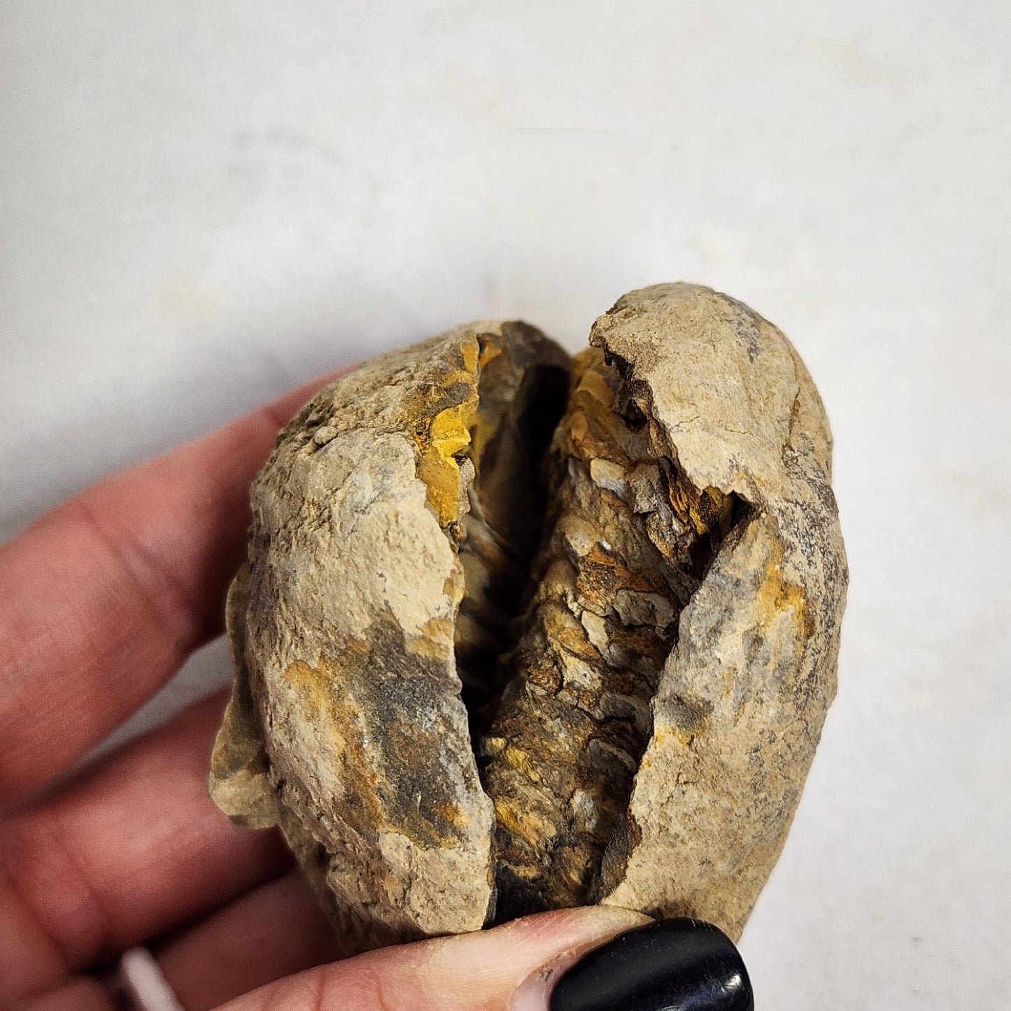 2.6" Authentic Flexicalymene Trilobite in Nodule