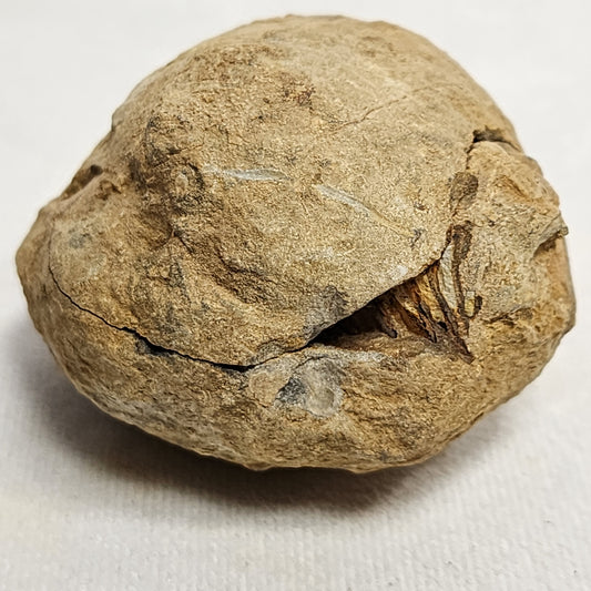 2.4" Flexicalymene Trilobite in Nodule