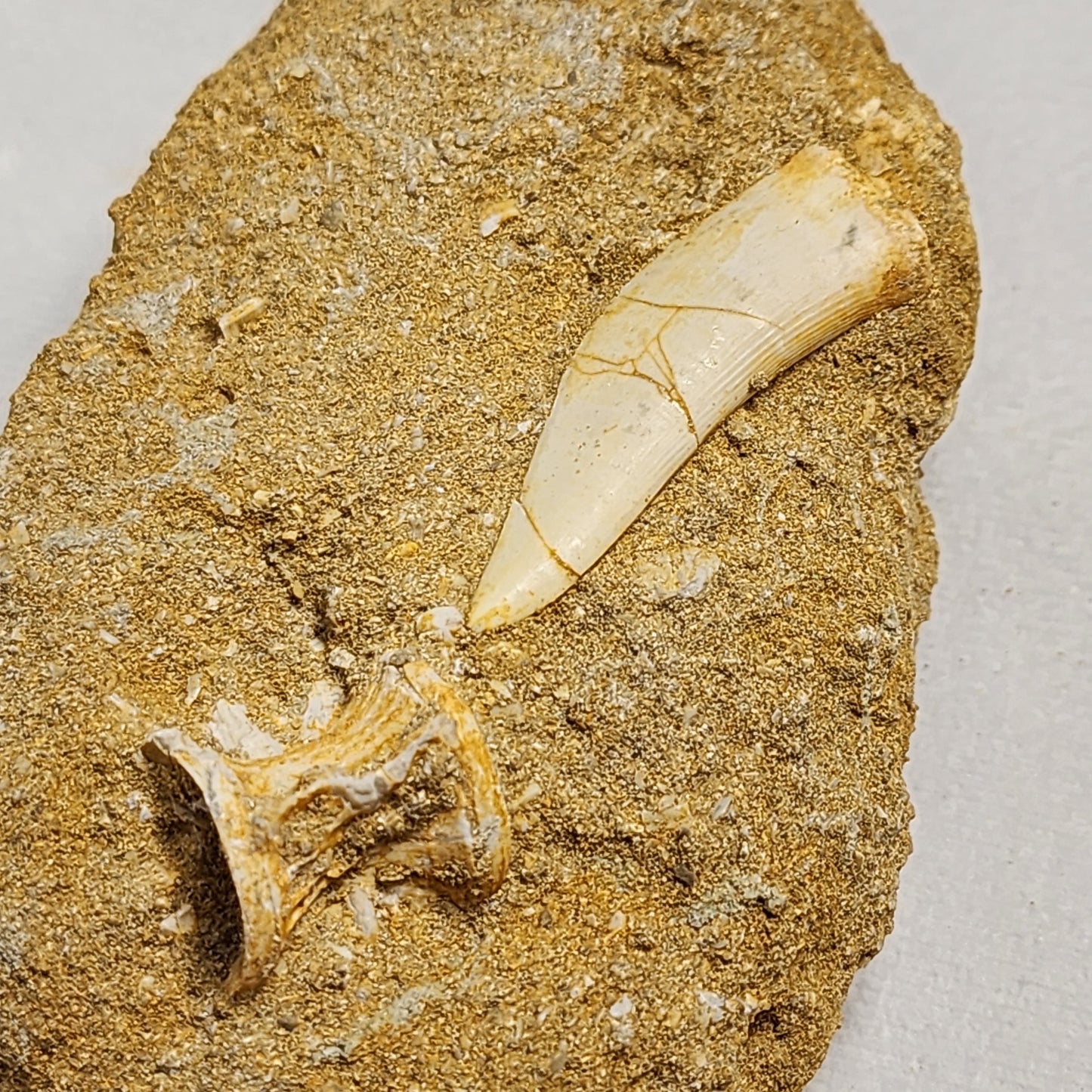 Plesiosaur Tooth in Matrix