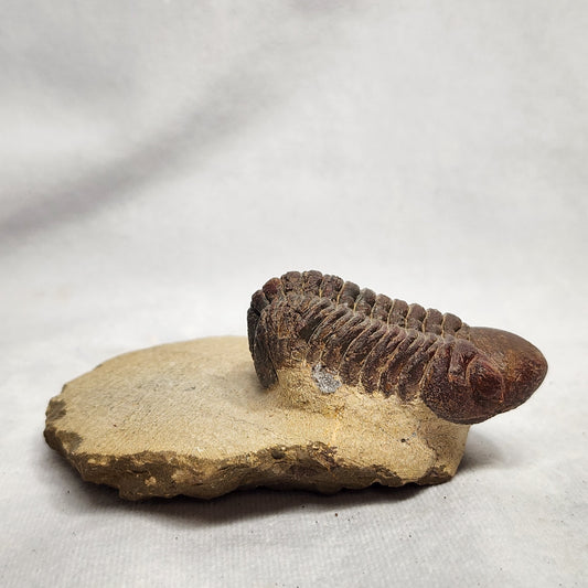 Terrific Trilobite from Morocco