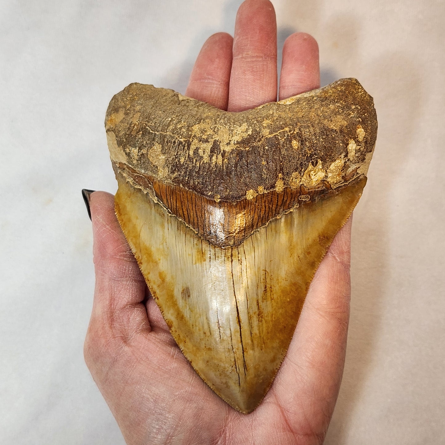 Brown Indonesian Megalodon Tooth