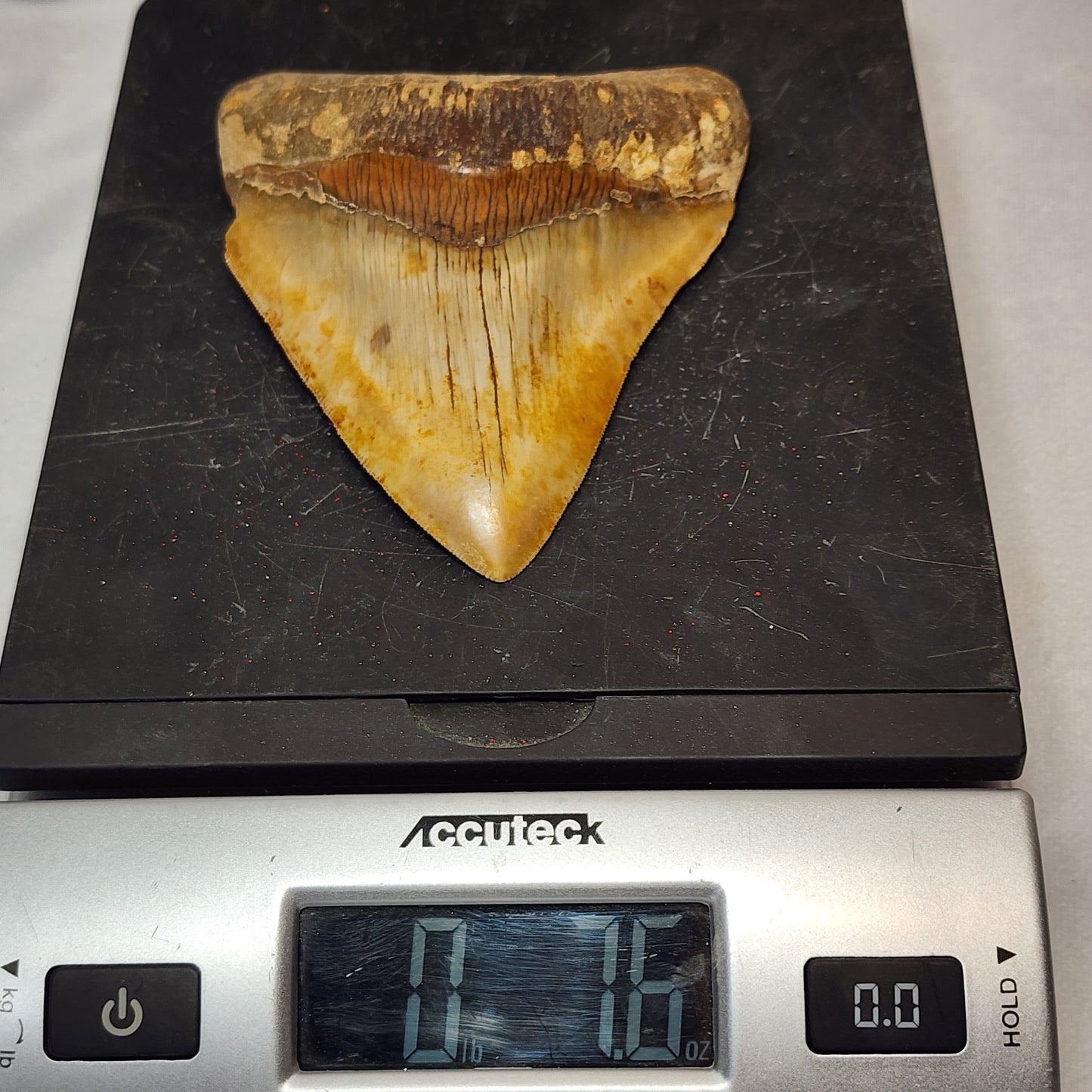 Brown Indonesian Megalodon Tooth