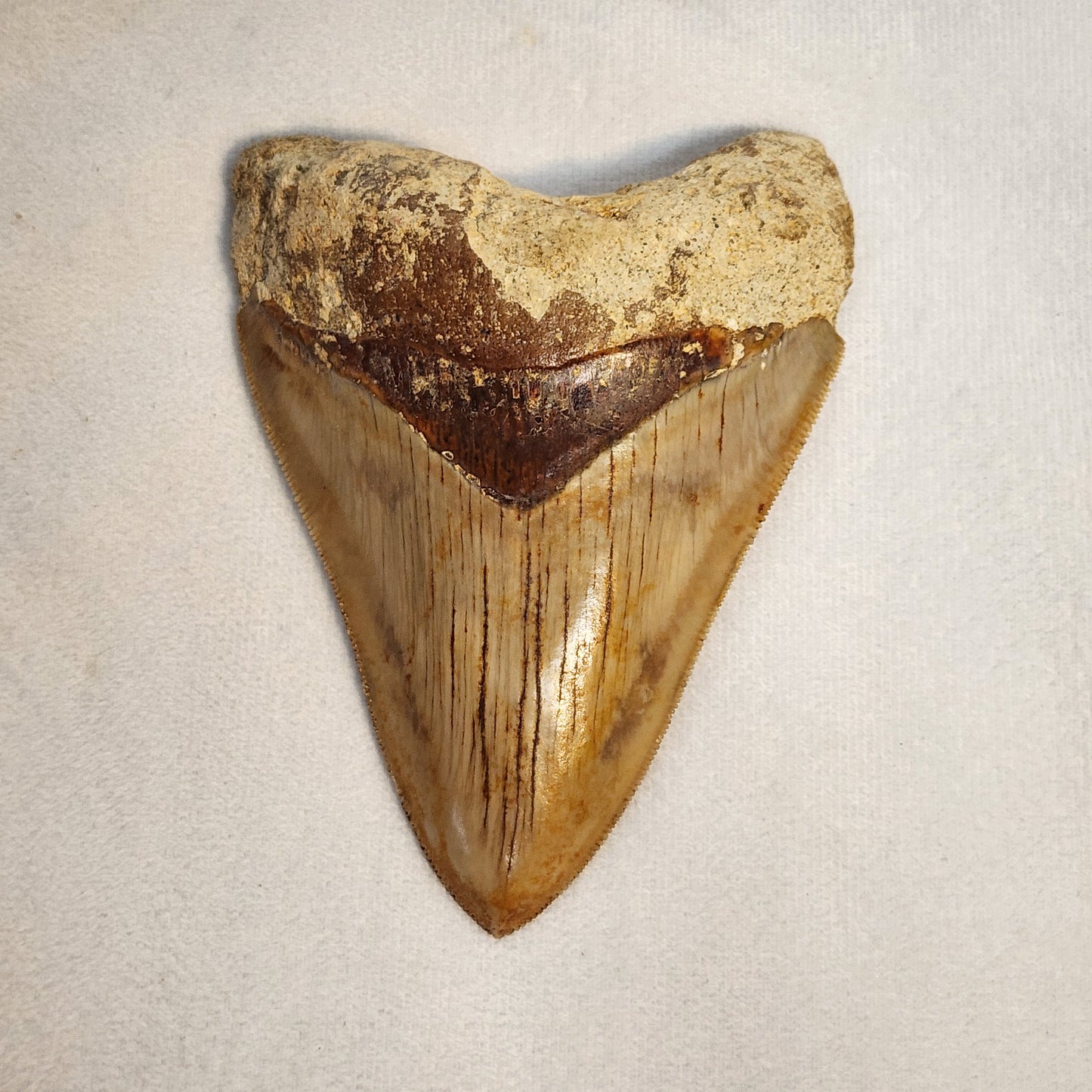 Beautiful Brown Meg Tooth 4"