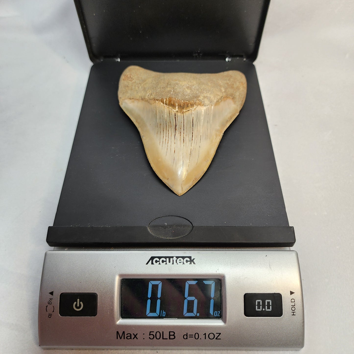Great Megalodon Tooth