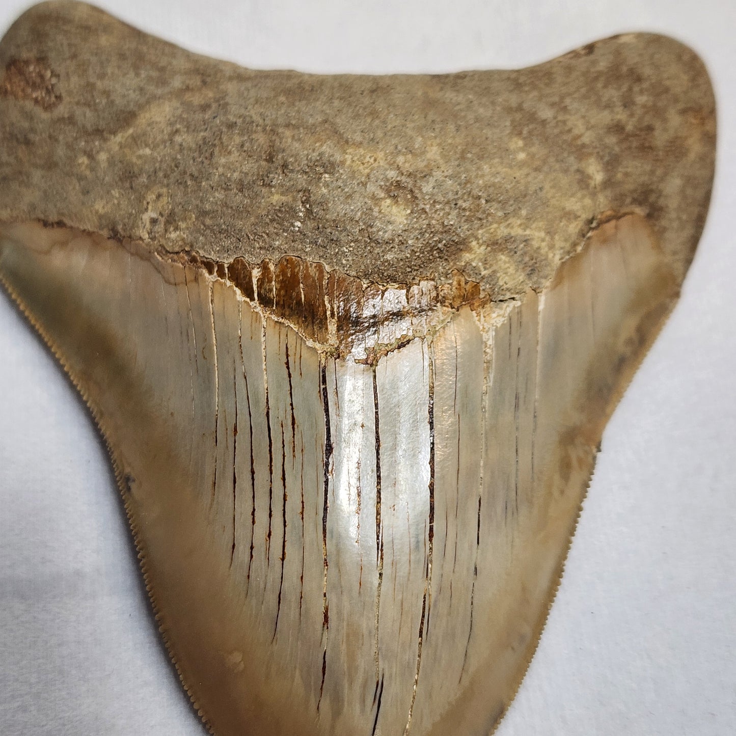 Great Megalodon Tooth