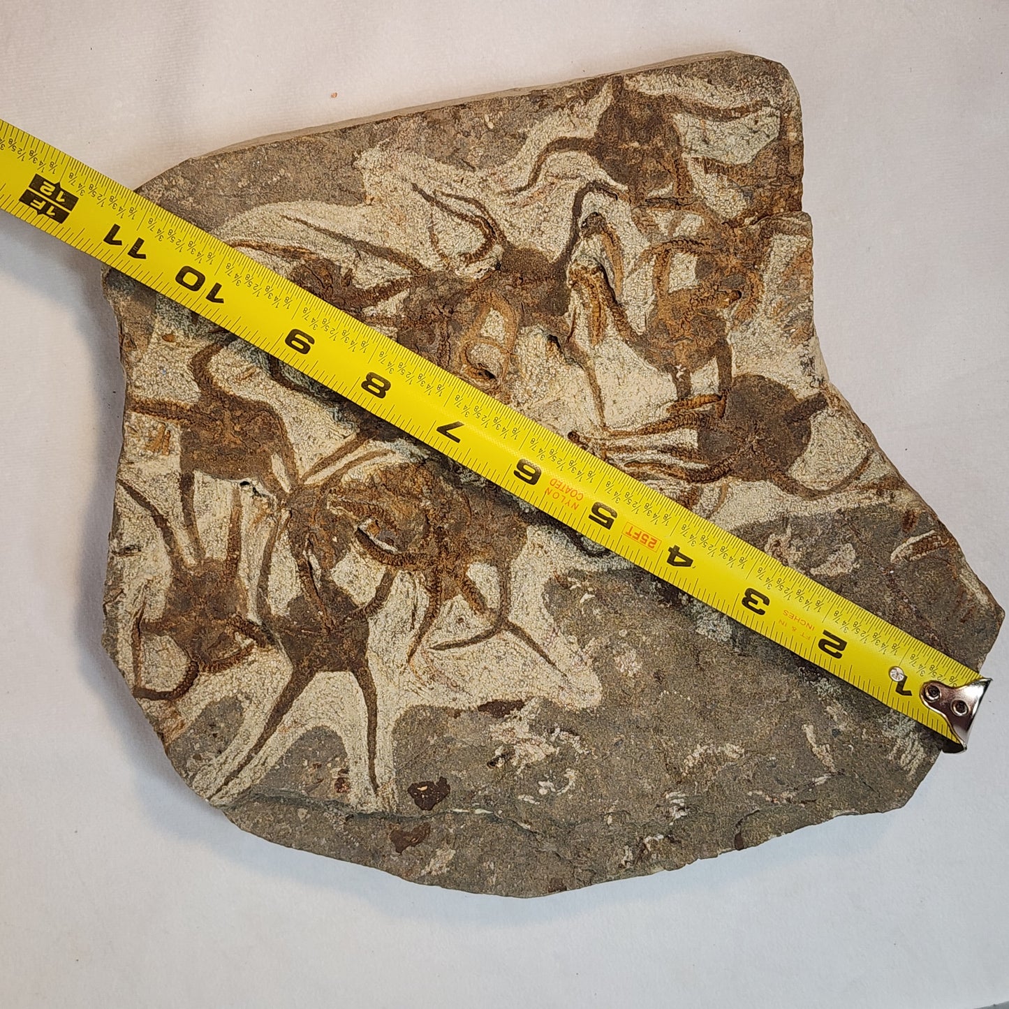 Magnificent Ophiura sp. Brittle Star Plate