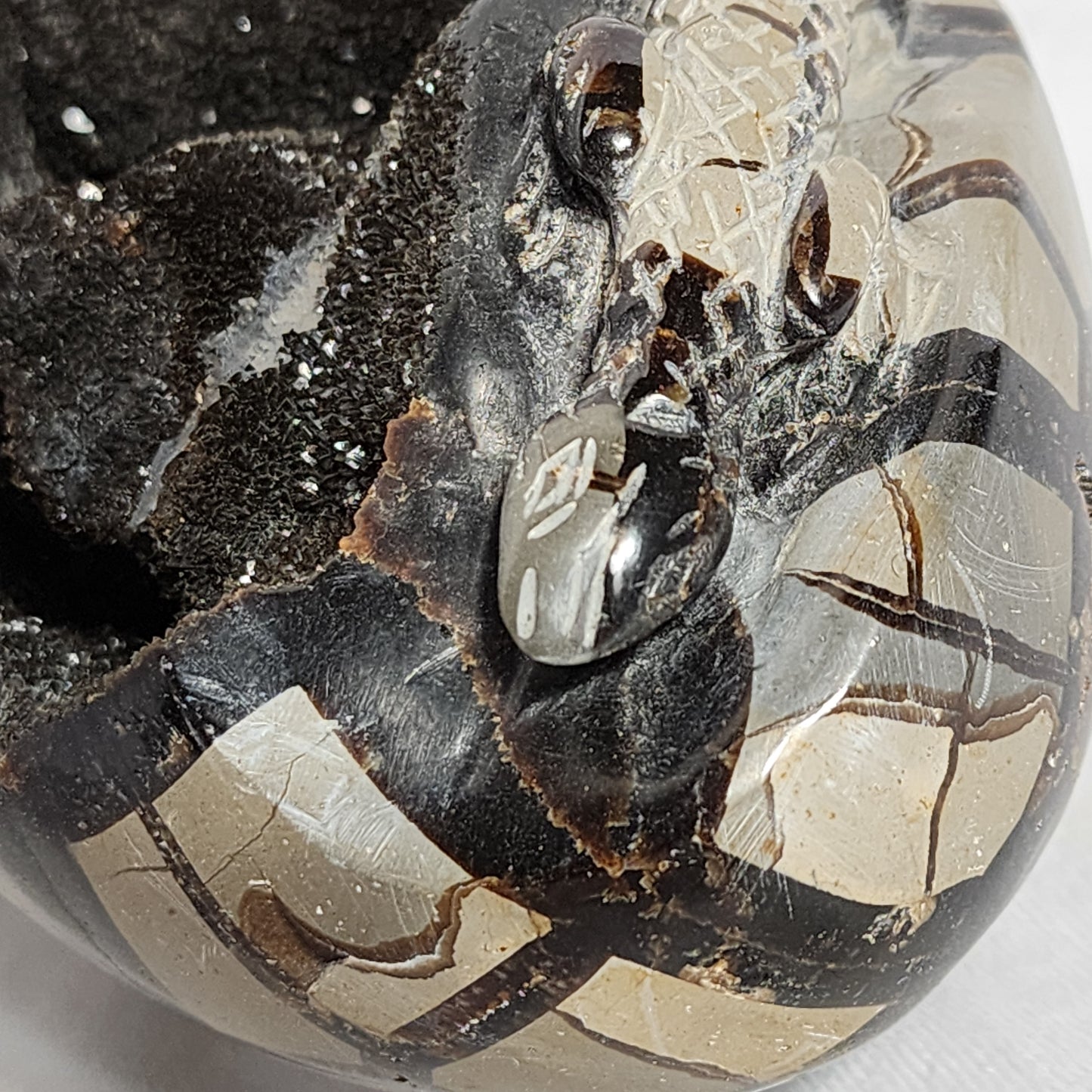 Leaping Lizard Hand-Carved Septarian Egg