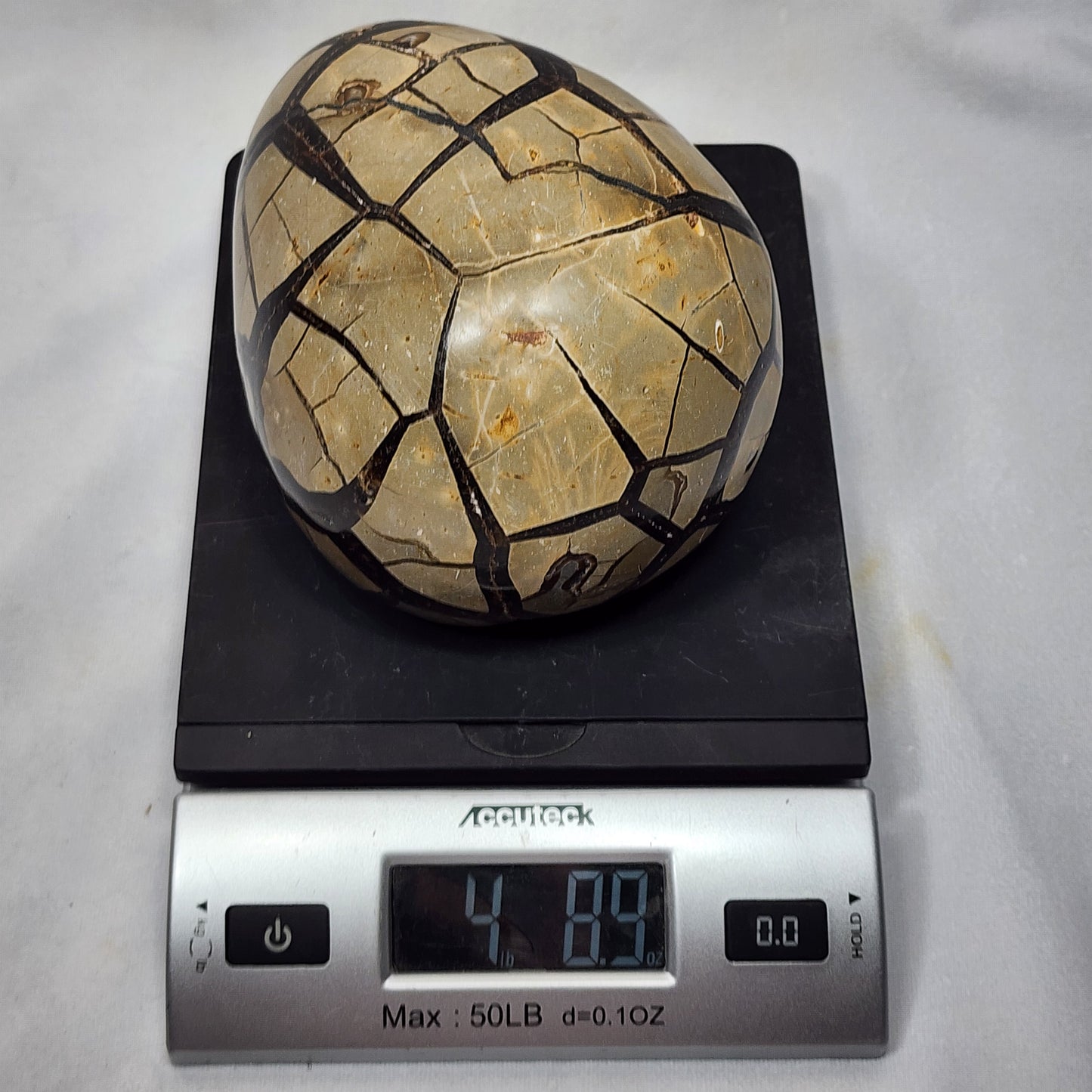 Leaping Lizard Hand-Carved Septarian Egg