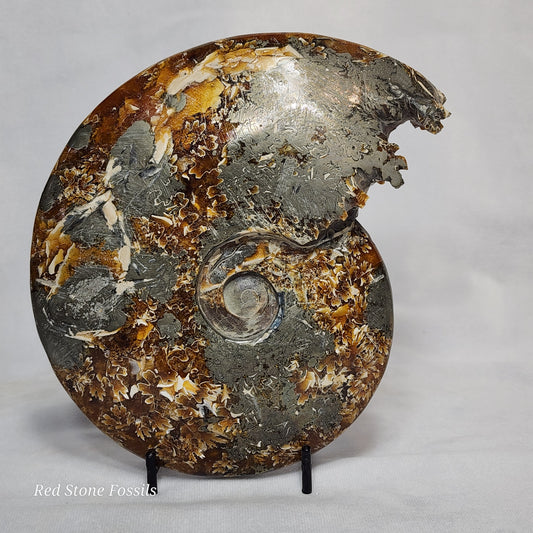 Polished Ammonite from Madagascar