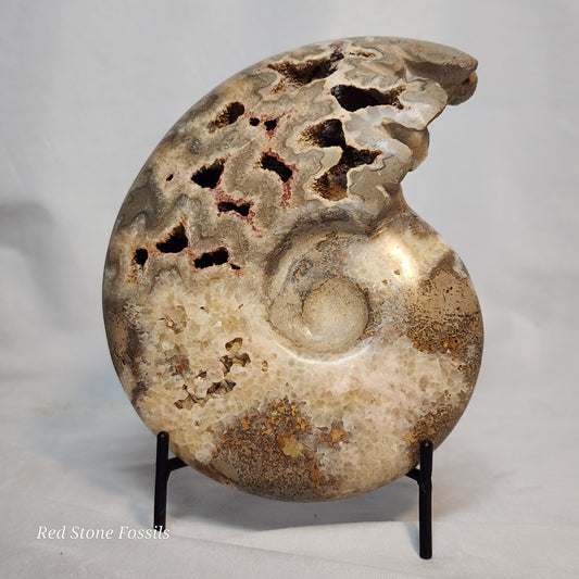 Polished Ammonite with Captivating Crystal Cavities