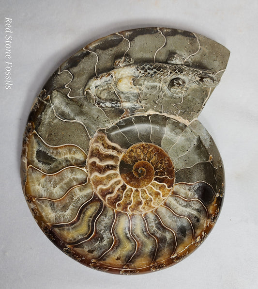 Polished Ammonite Dish