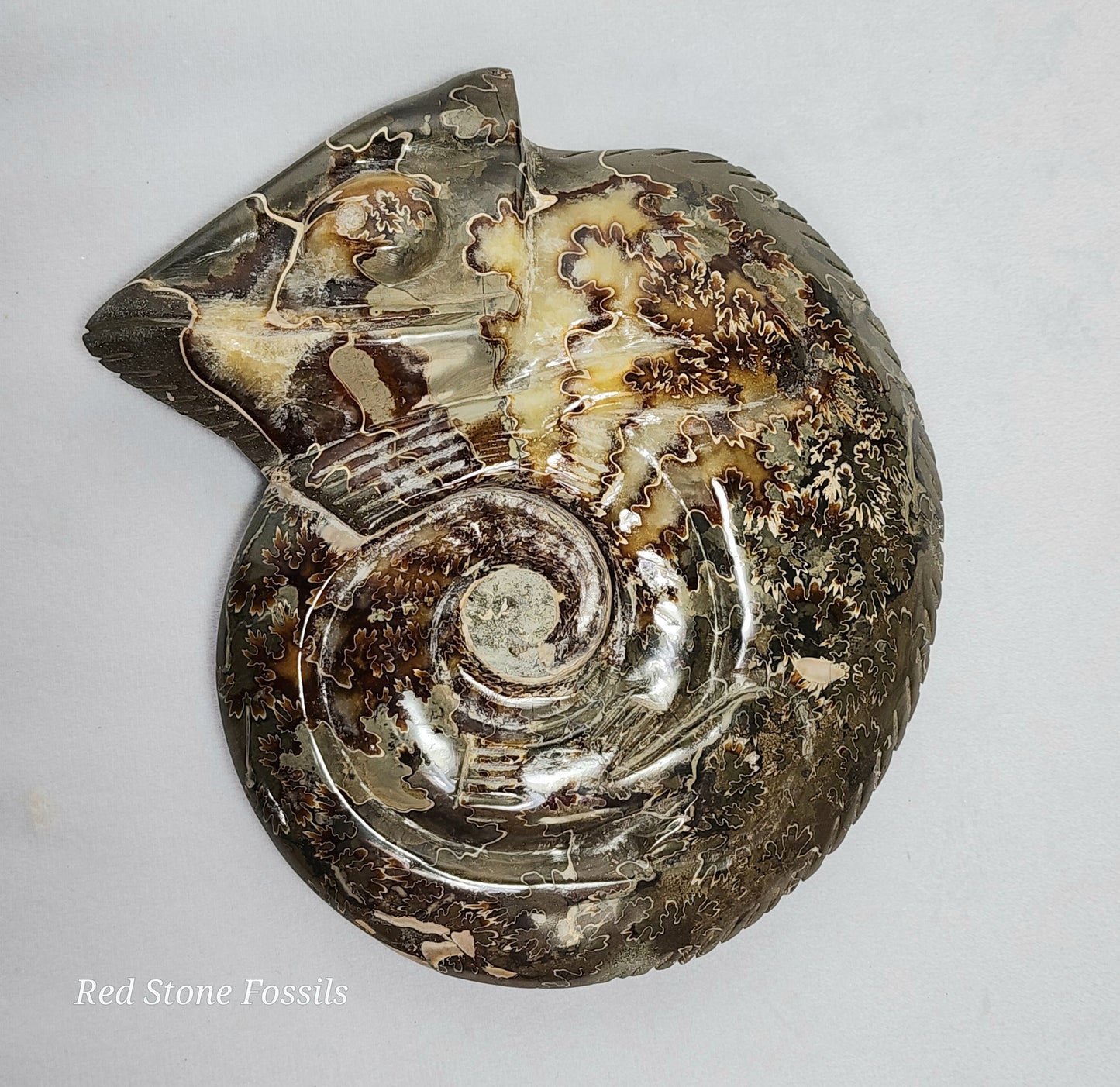 Carved Chameleon Ammonite